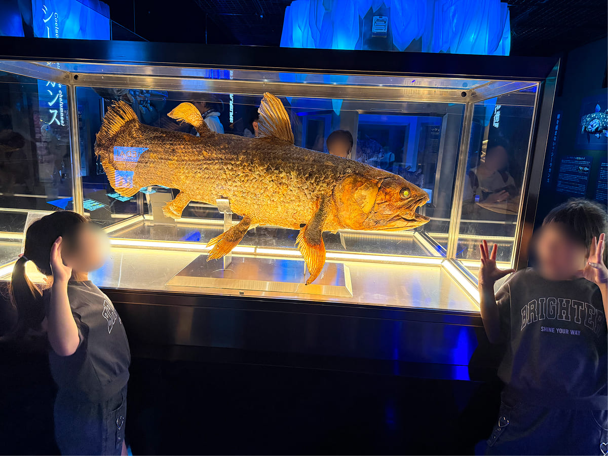 沼津港深海水族館 シーラカンスの剥製フォトスポット