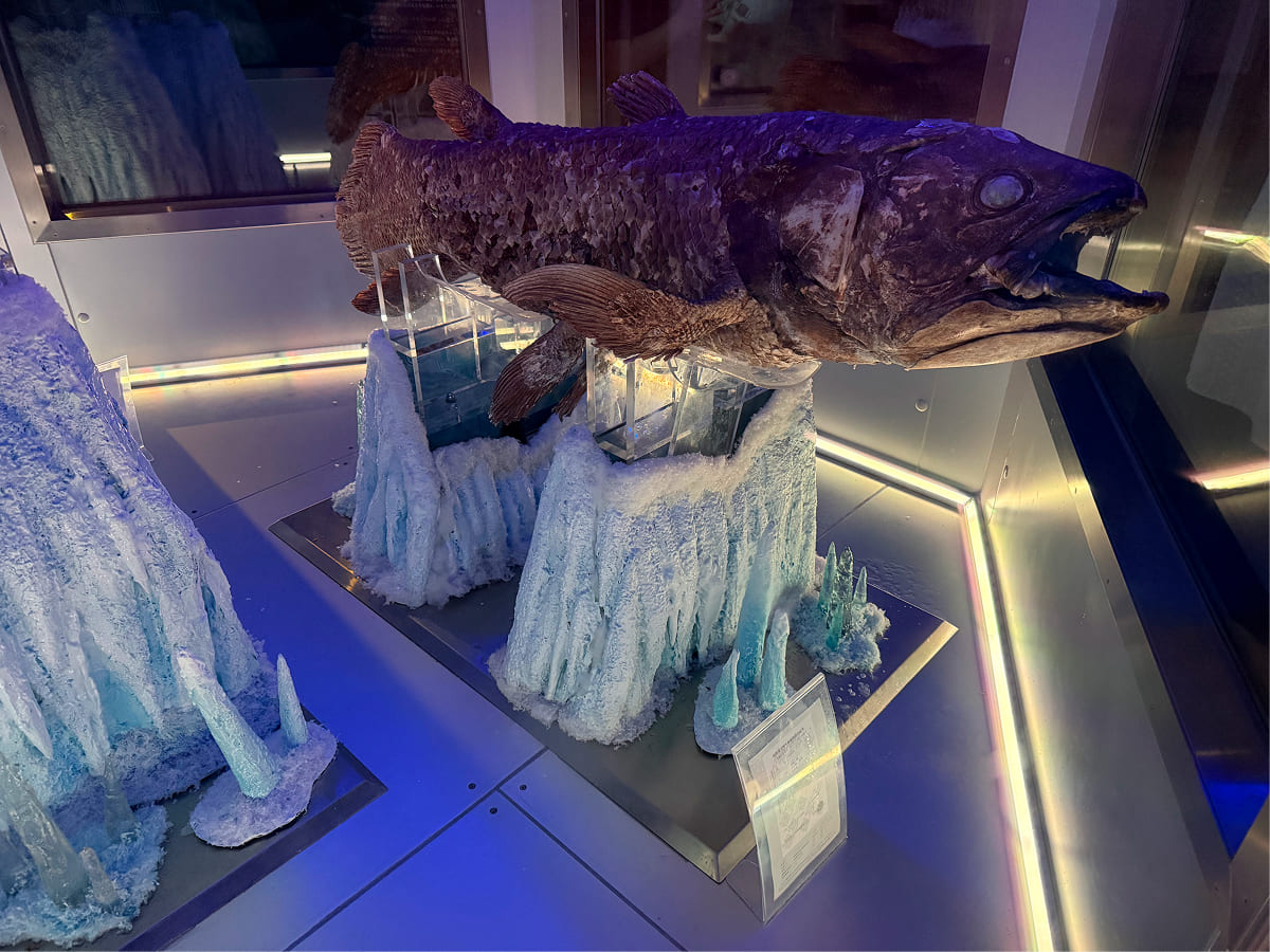 沼津港深海水族館 冷凍シーラカンス