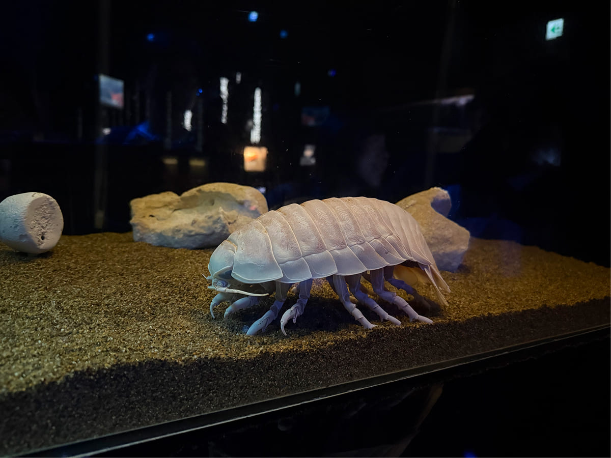 沼津港深海水族館 ダイオウグソクムシ