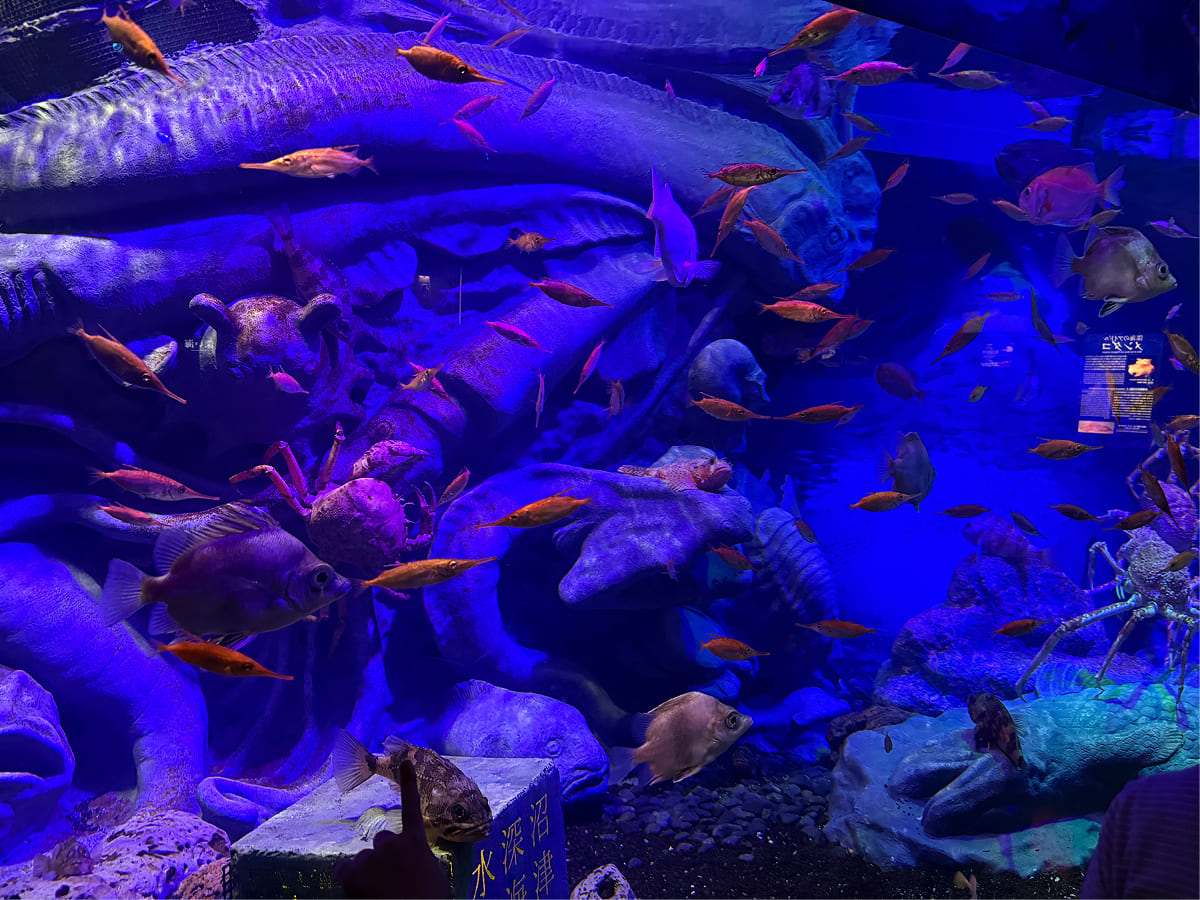 沼津港深海水族館 1階の駿河湾大水槽