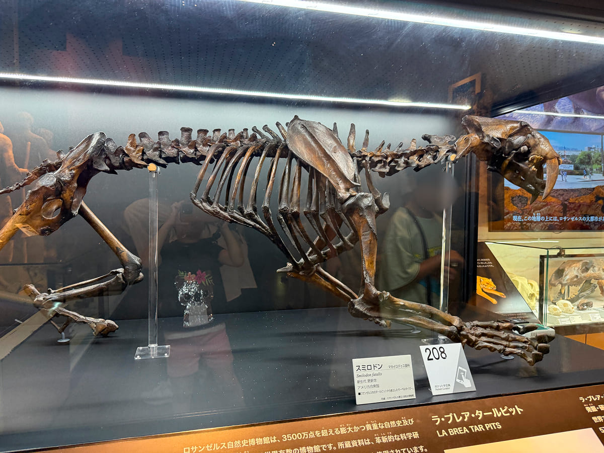 茨城県自然博物館 第2展示室「地球の生いたち」のサーベルタイガーの化石