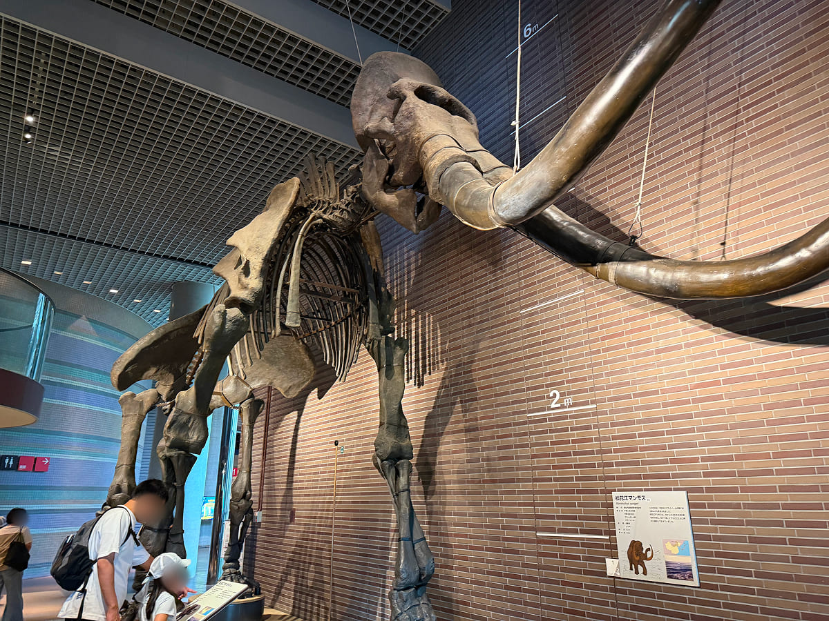 茨城県自然博物館 マンモスの骨格標本