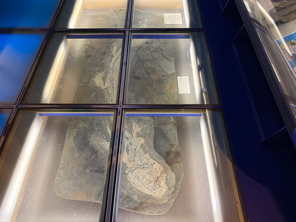 茨城県自然博物館 第2展示室「地球の生いたち」の化石