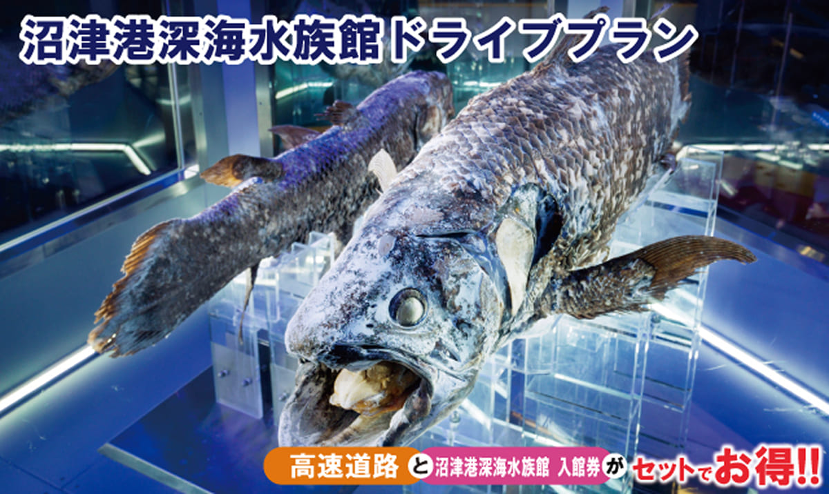 沼津港深海水族館ドライブプラン