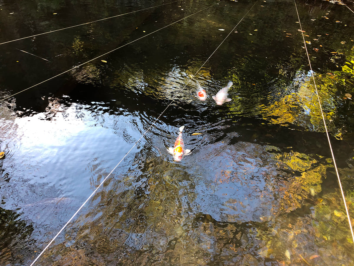 彫刻の森美術館 池を泳ぐ鯉